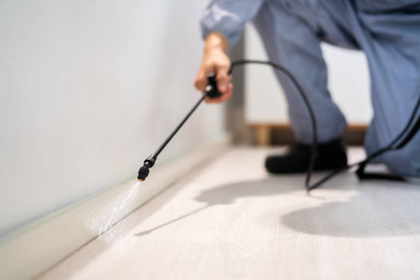 Licensed Wasp Removal service in Spring Valley, IL - Show Me Pest Control